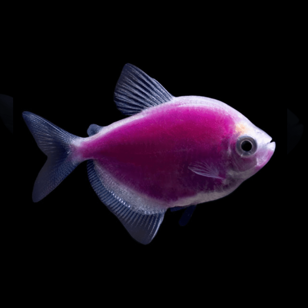 Glofish Tetra Glactic purple
