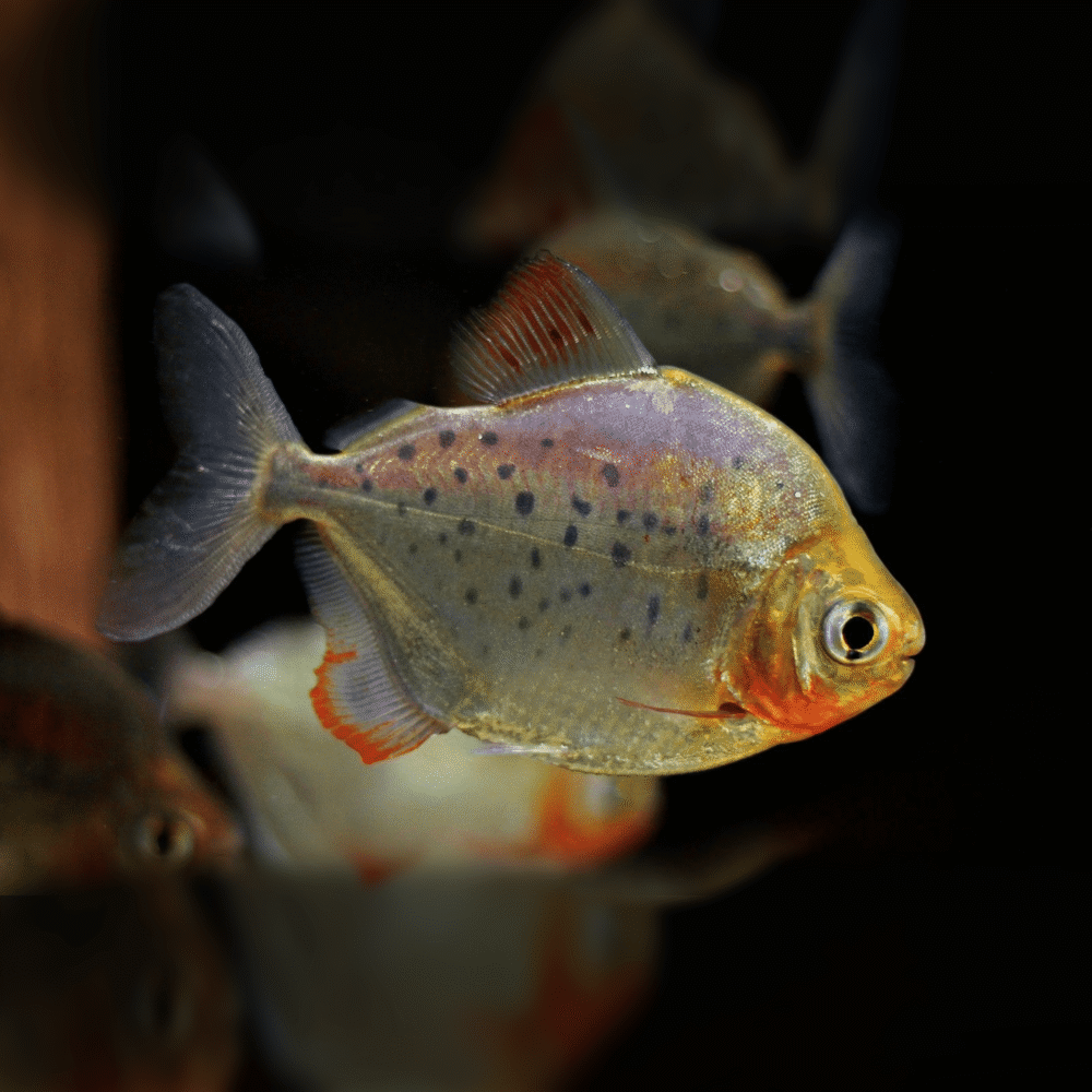 Metynnis maculatus
