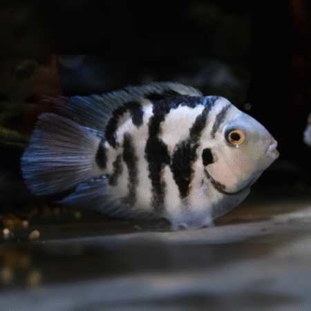 Cichlasoma nigrofasciatum - coral blue minipapagoi