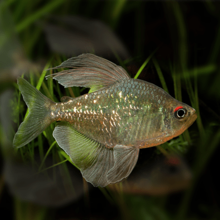Diamond Tetra